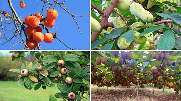 Ce fructe exotice pot fi cultivate și în România.
