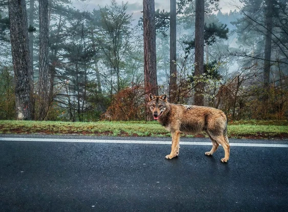 „Lupul” de pe Drumul de Poiană FOTO Facebook