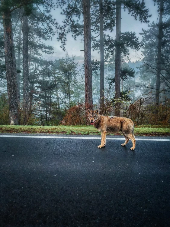 Animalul a fost surprins pe șosea / foto: Facebook