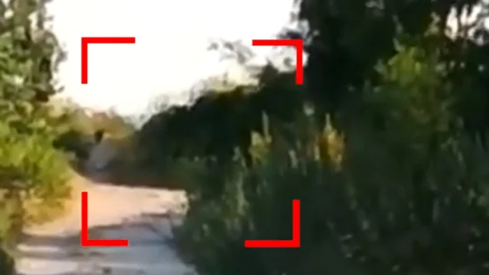 Panteră neagră în libertate lângă România. Autoritățile bulgare, în alertă maximă