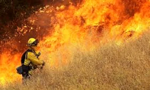 incendiu vegetatie jpeg