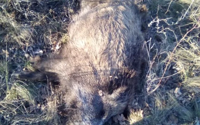 Mistreţi morţi în pădurile Ghina din Dobruşa pe fondul de vânătoare Ştefăneşti - Vâlcea din cauza virusului pestei porcine africane Foto FB AZI