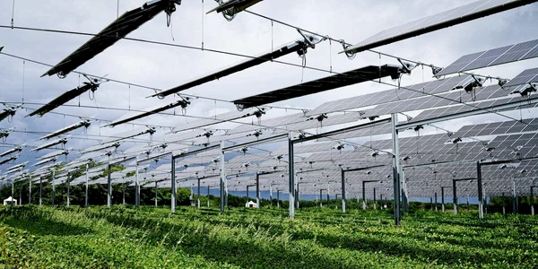 panouri fotovoltaice deasupra culturilor agricole  Foto AgriVoltaice jpg
