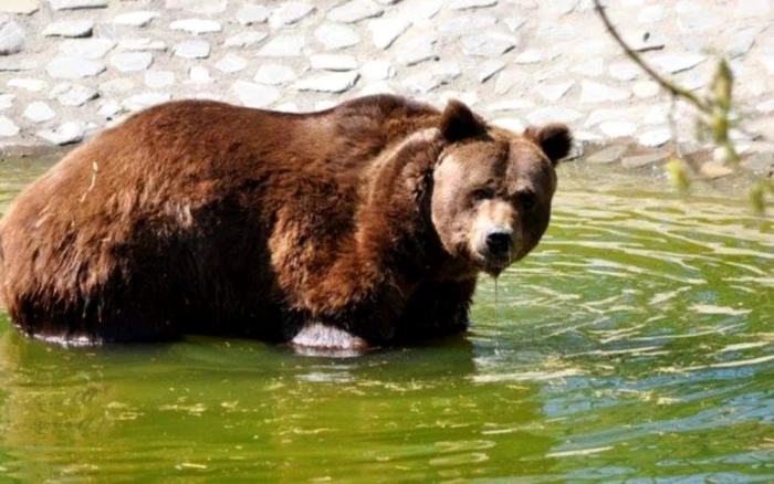 Urs în piscină la Zoo Galaţi,sursa: Florin Matei/Zoo Galaţi