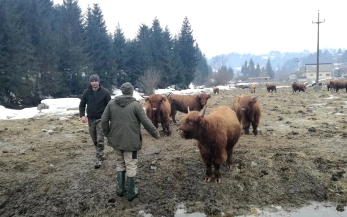 vaci highland scotian bistrita  2