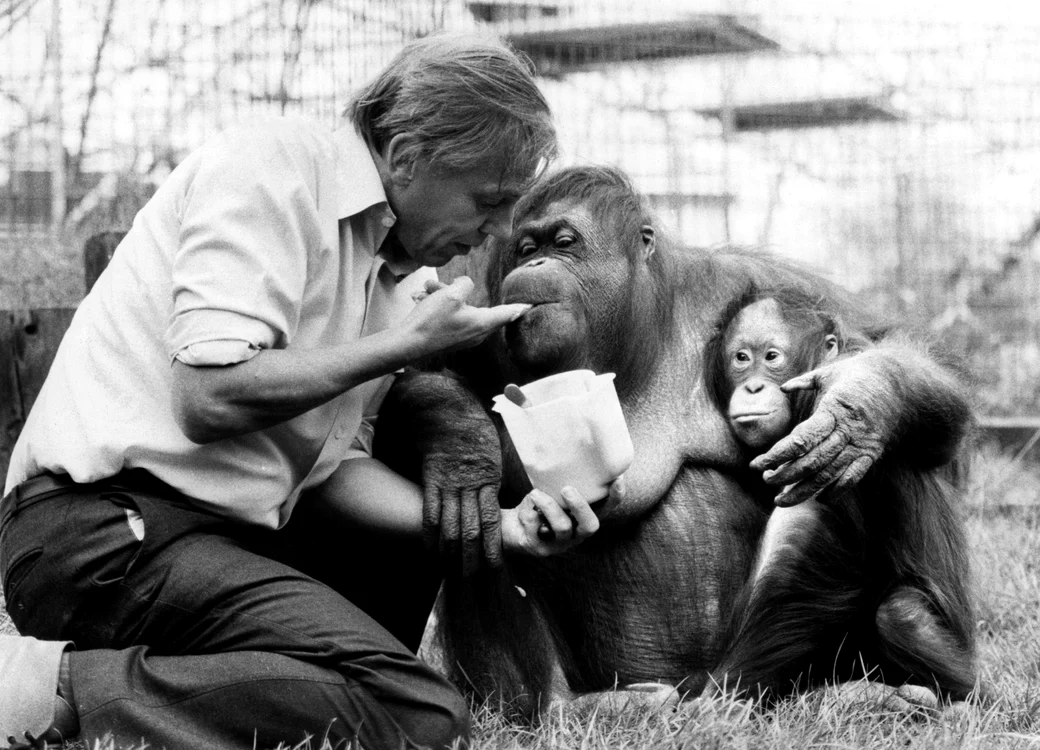Alături de o femelă urangutan şi puiul ei, la Grădina Zoologică din Londra (1982) Getty Images