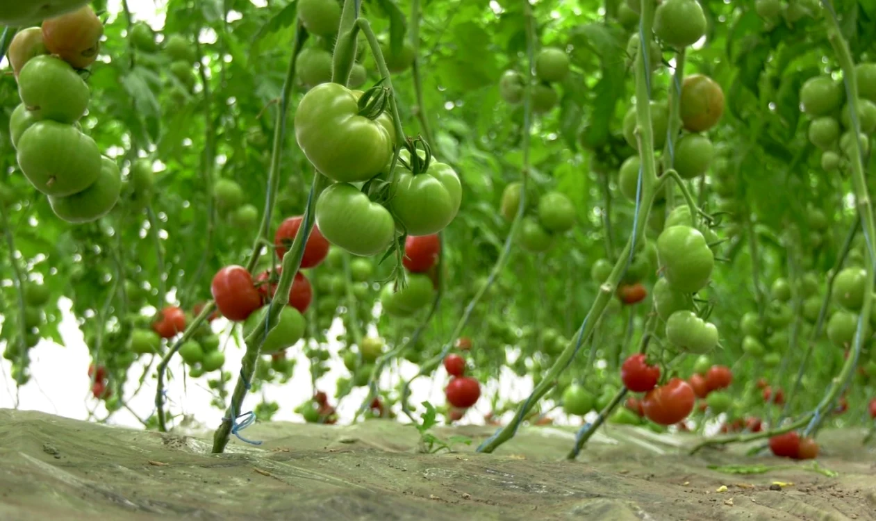 Primele tomate de solarii ajung sâmbătă în pieţe  Foto Iulian Bunilă