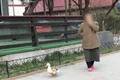batrana cu rata la plimbare jpeg