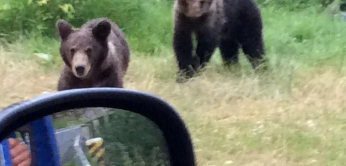 Din cauza secetei, urşii au ieşit în căutarea mâncării pe cel mai spectaculos drum din lume DN 7 C – Transfăgărăşan. Foto: Ion Sănduloiu