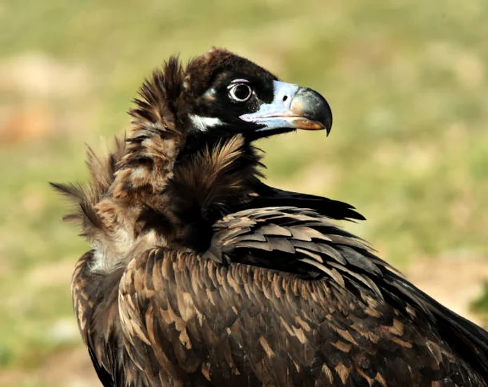 Vulturul negru este o specie foarte rară / foto: IStock