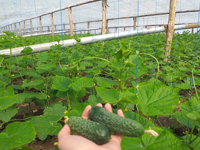 Ce plante e bine să cultivi lângă castraveți. Recolta din grădină va crește semnificativ