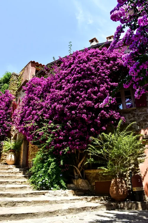 Grădină verticală în stil meditarenean cu Bougainvillea Foto The Mediterranean Way jpg