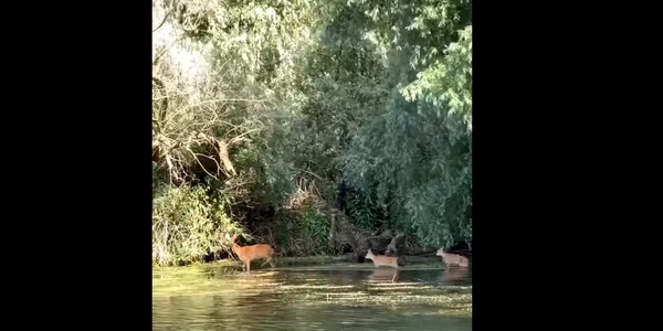 Caprioara Delta Dunarii
