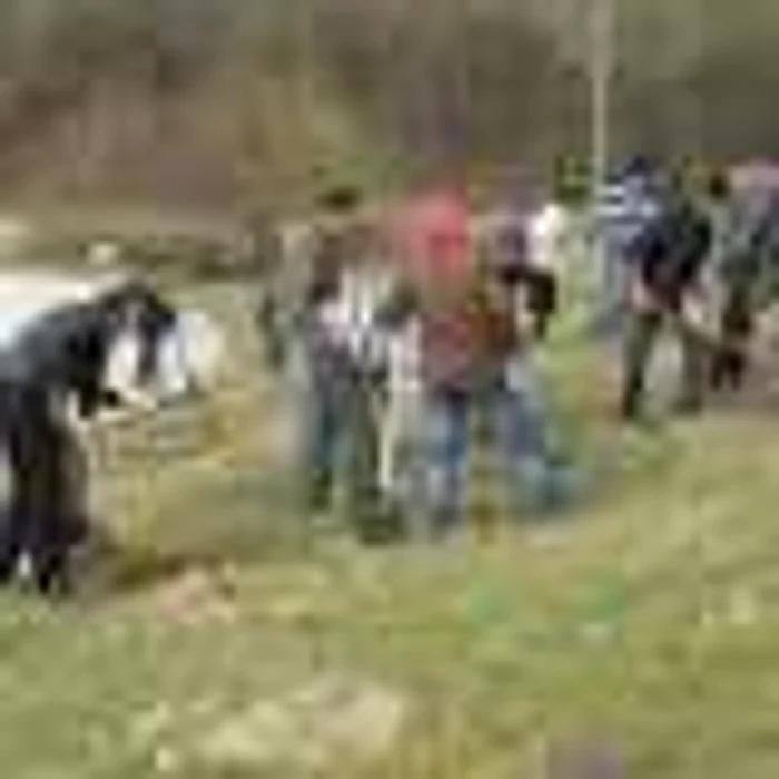 În această primăvară se urmăreşte plantarea a peste 6000 de arbori
