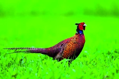 330043f40470e40c9ff22156c2e5b201 jpg jpeg