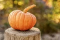 harvest 4454745 1280 jpg