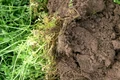 Pământ de grădină  Sursa gardenorganic org uk jpg