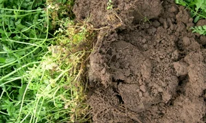 Pământ de grădină  Sursa gardenorganic org uk jpg