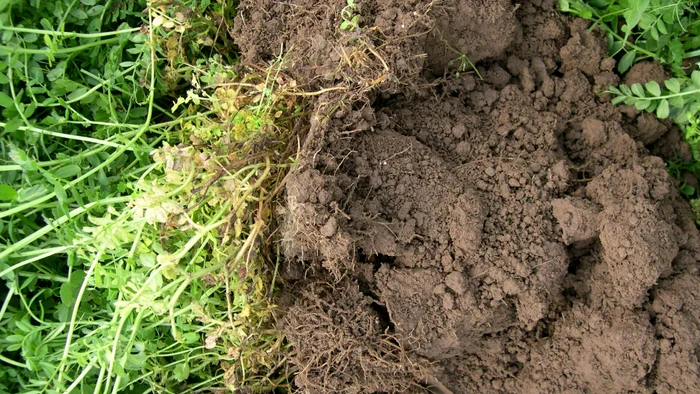 Pământul de grădină. Sursa Garden Organic