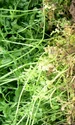 Pământ de grădină  Sursa gardenorganic org uk jpg