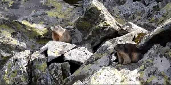 marmote
