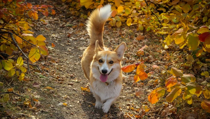 De ce dau, de fapt, câinii din coadă / foto: Pixabay