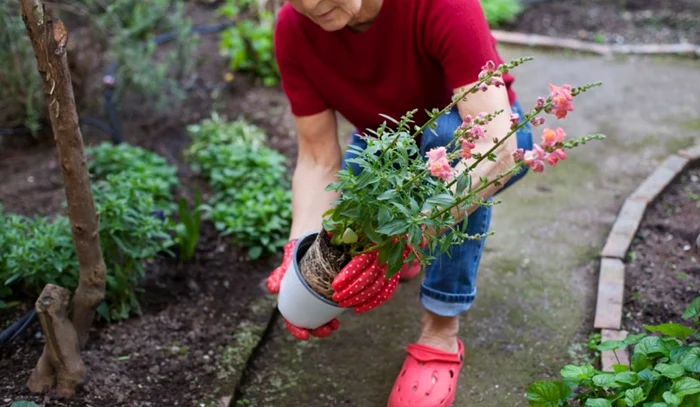 Bătrâna a plantat flori în fața blocului / foto: Getty Images