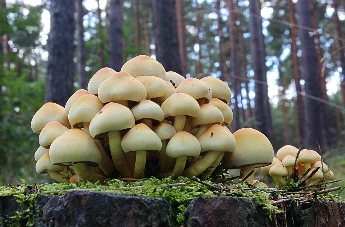Ciupercile culese din pădure au făcut victime Foto: Pixabay.com