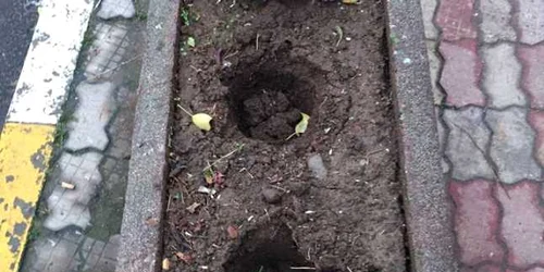 spatiu verde vandalizat