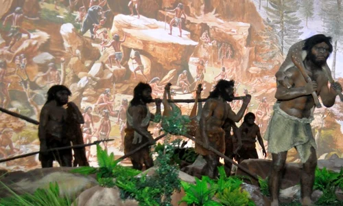 Ce rol a avut alimentația în evoluția creierului uman?  jpeg