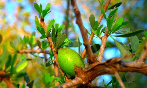 1 82709 original jpg jpeg