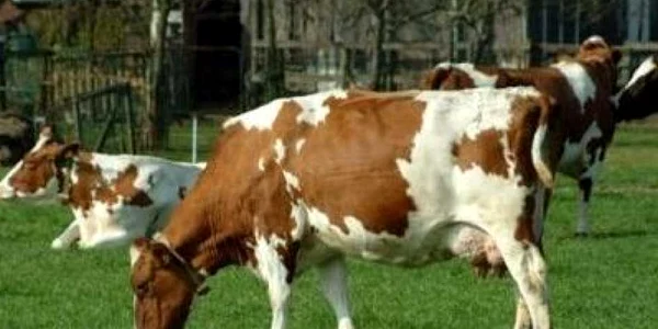 Furtul unei bovine este pedepsit penal