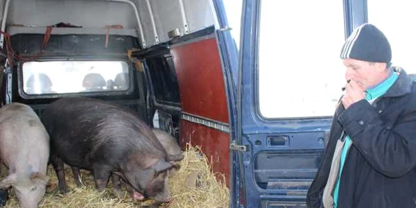 porci