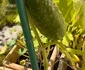 Producția de castraveți a Andreei Marin din grădina ei cu miresme