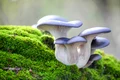 ciuperci shutterstock 1848583411 jpg