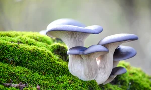 ciuperci shutterstock 1848583411 jpg