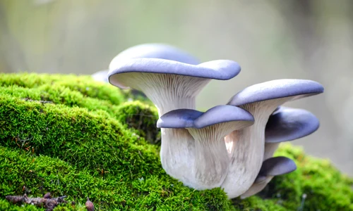 ciuperci shutterstock 1848583411 jpg