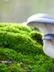 ciuperci shutterstock 1848583411 jpg