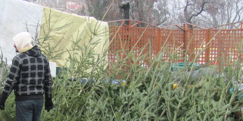 Brazii ajungeau în piaţă