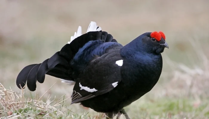 Cocoșul de Mesteacăn poate fi văzut foarte rar de ochii omuluiFoto:www.naturephoto-cz.com