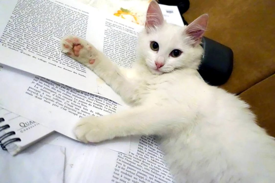 "Princessa Sophie Luna Alice de Piaţa Romană", mascota Editurii Vremea, ne îndeamnă la lectură