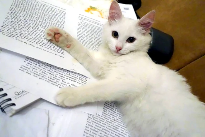 "Princessa Sophie Luna Alice de Piaţa Romană", mascota Editurii Vremea, ne îndeamnă la lectură