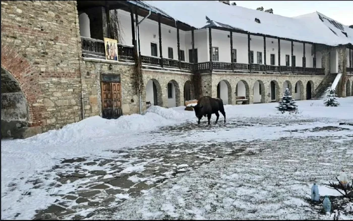 Zimbrul în incinta așezământului FOTO Mănăstirea Neamț