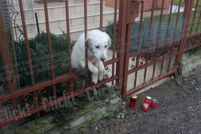 Max nu ştie că stăpânul său nu se va mai întoarce acasă