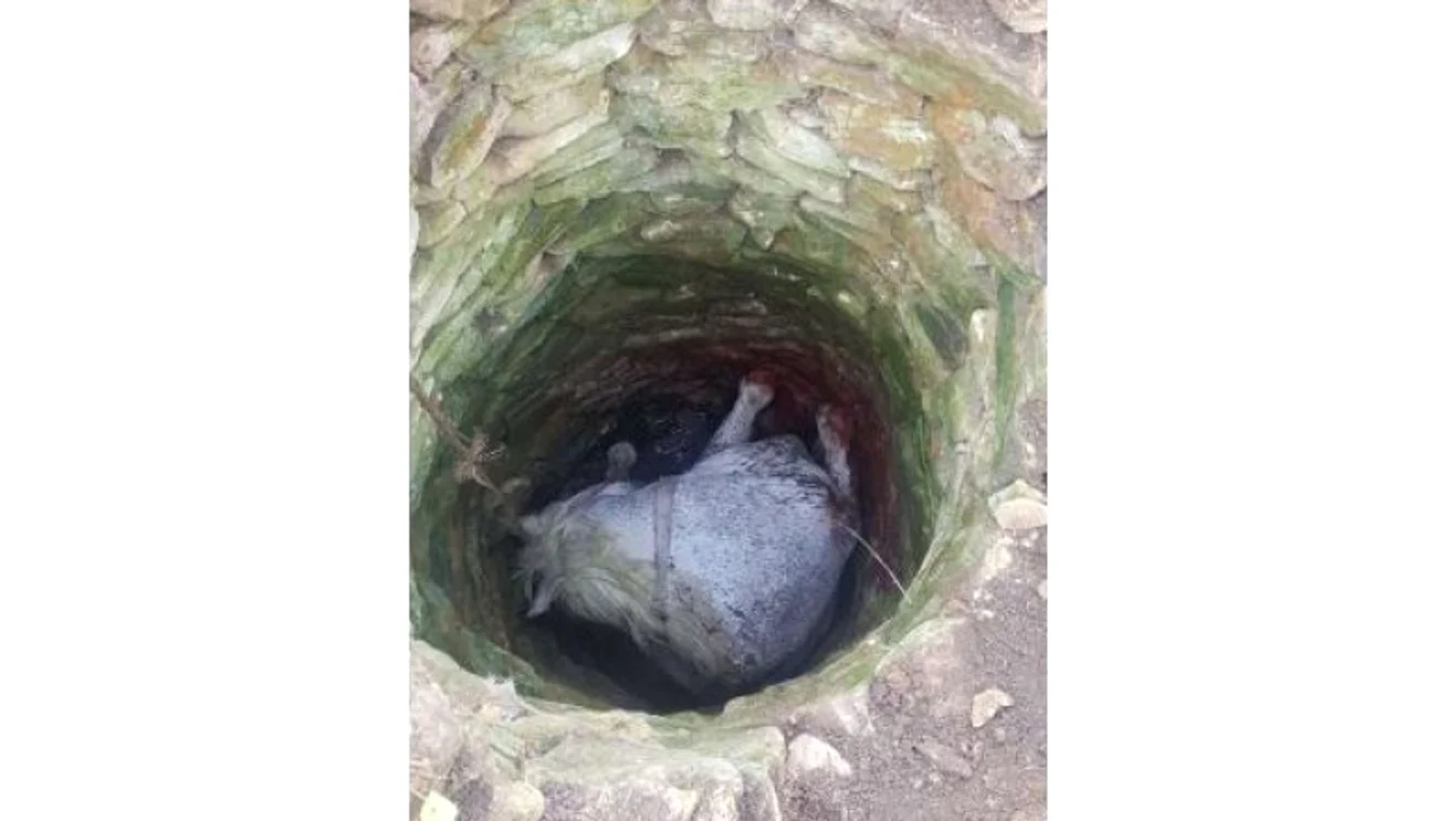Calul a fost salvat de pompieri după o intervenție de două ore FOTO ISU Vaslui