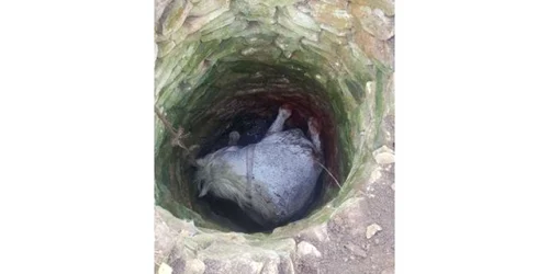 cal cazut intr un put FOTO arhiva Adevarul jpg
