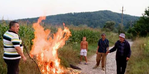 Porumb distrus de mistreti