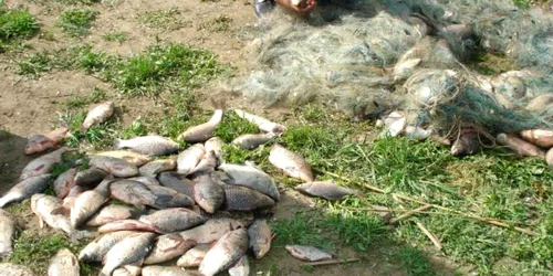 Capturi „record“ ale autorităţilor din Tulcea