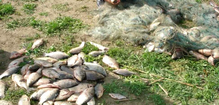 Capturi „record“ ale autorităţilor din Tulcea