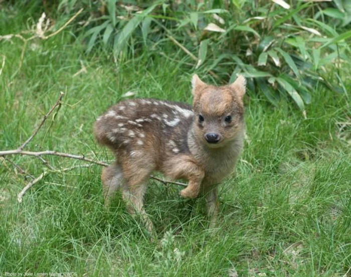 
    Puiul de cerb cântărește doar 450 de gramefoto:Facebook/Queen's Zoo  